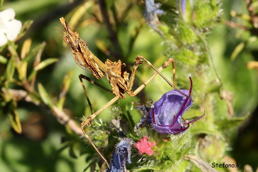 Giovane Empusa fasciata